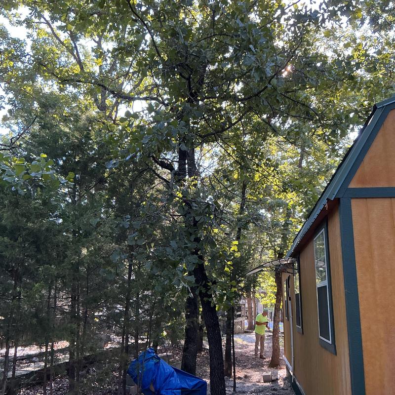 Oak tree trimming near residential house with bucket truck