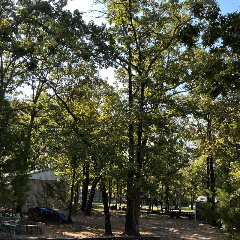Oak trees near residential property with trimmed limbs