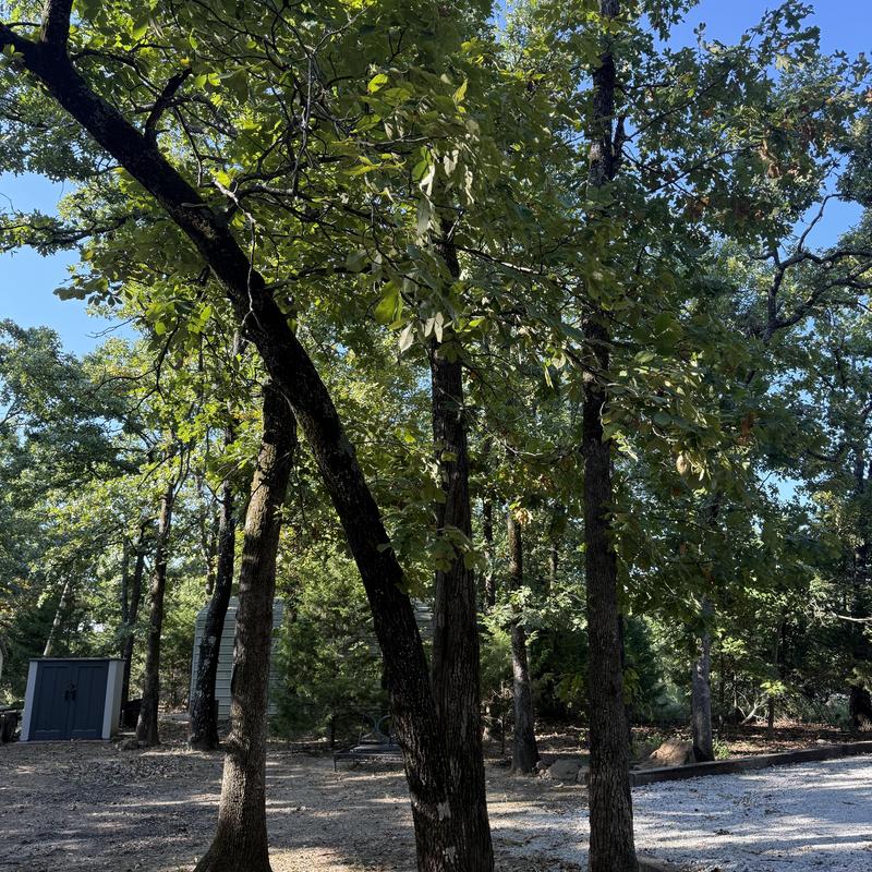 Deciduous tree near house before removal and trimming