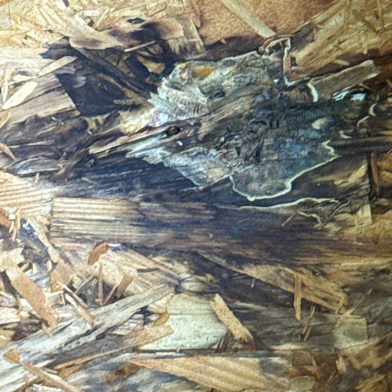 Oriented strand board with water damage and rot