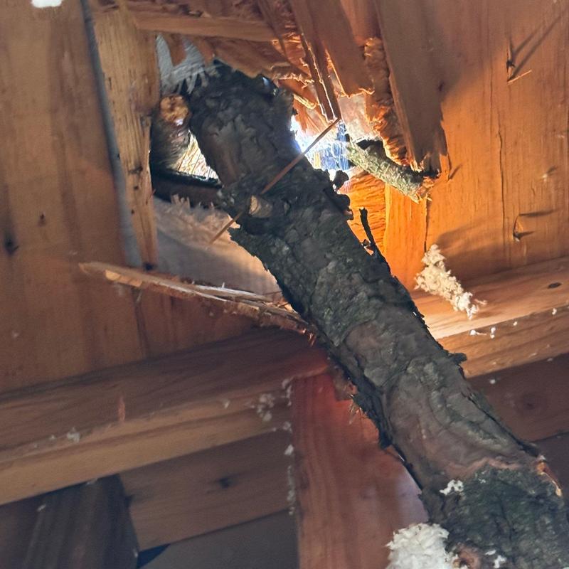Roof framing wood damaged by tree limb intrusion