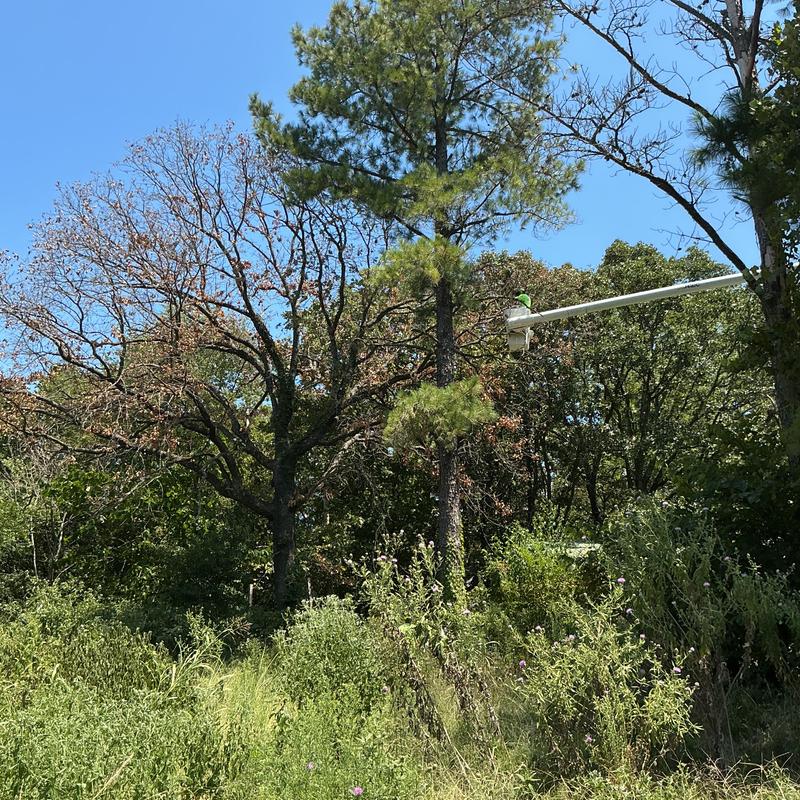 Dead pine and oak tree removal near home Dead pine and oak tree removal near home