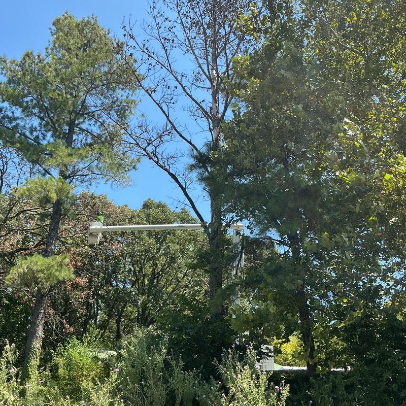 Dead oak tree removal near home using bucket lift Dead oak tree removal near home using bucket lift