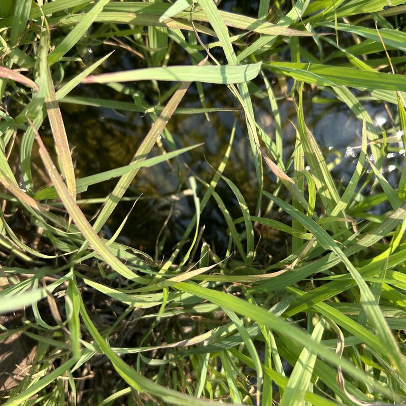 Septic drain field with standing water and grass