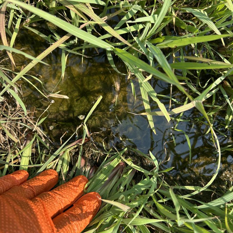 Septic drain field test dig with standing water