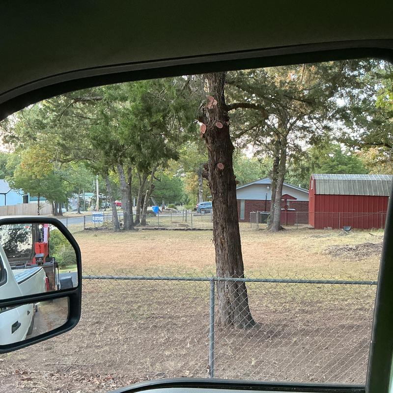 Tree trunk pruning near residential fence and yard