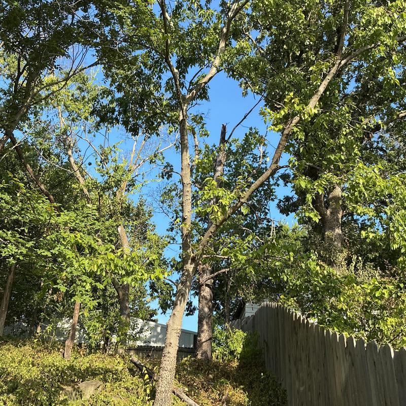 Dead tree near fence in residential yard