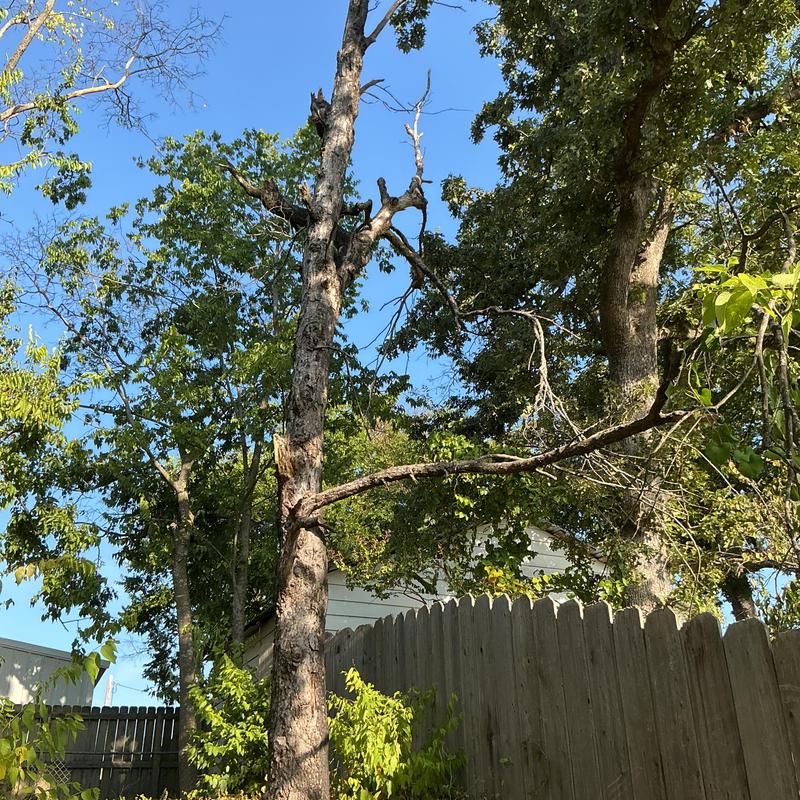 Dead tree near wooden fence before removal