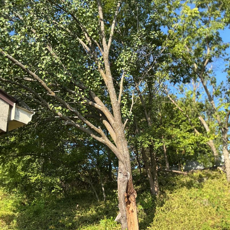 Storm-damaged tree with broken trunk in yard