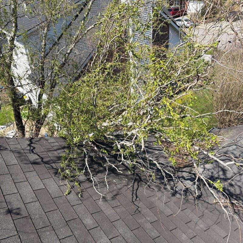 Asphalt shingle roof with tree branch debris