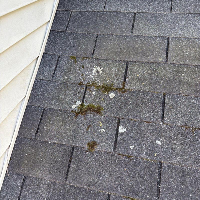 Asphalt Shingles with moss and lichen growth on roof
