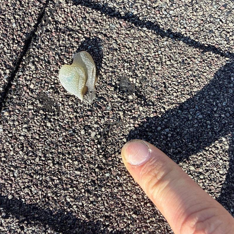 Roof shingle hail damage with finger for scale