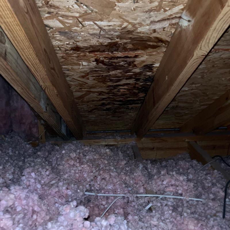 Roof sheathing water damage in attic insulation area