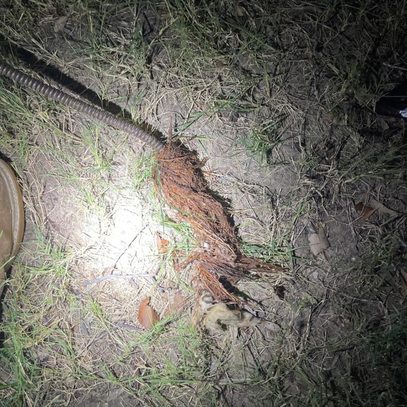 Broken sewer line with root intrusion and debris outdoors