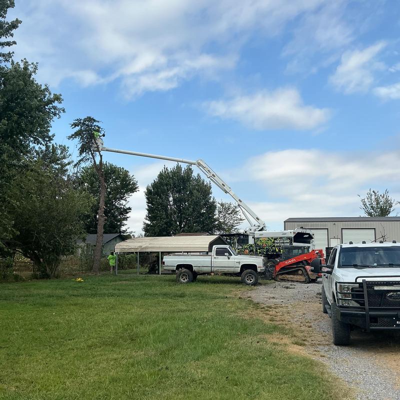 Pine tree removal using bucket truck and skid steer