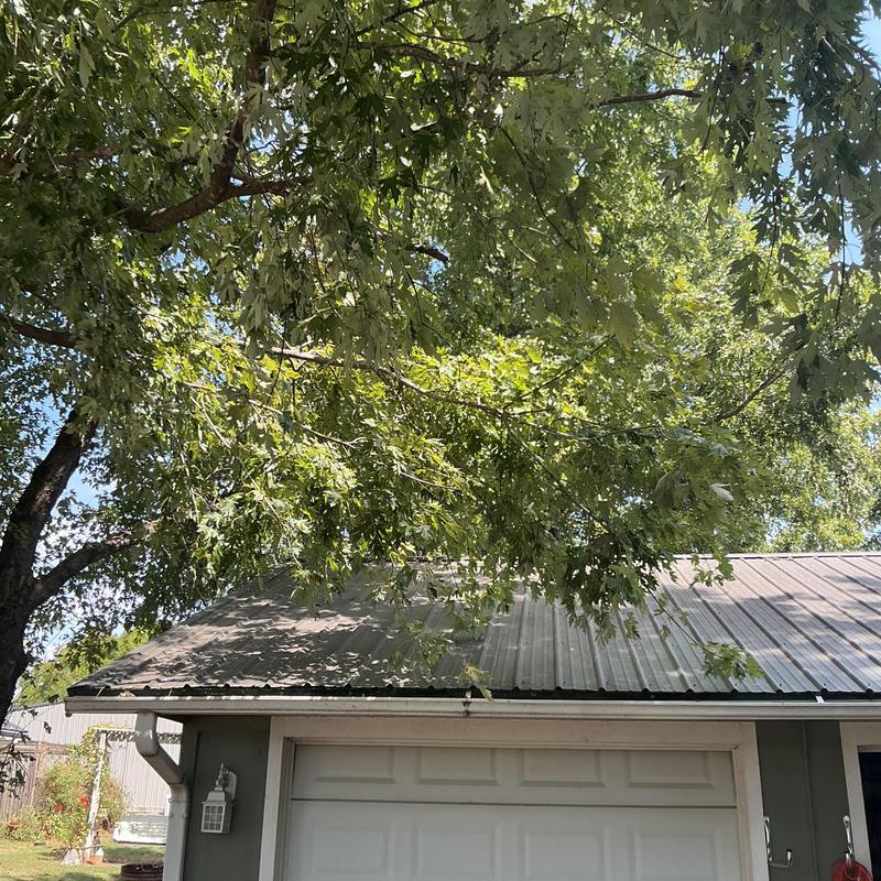 Tree limbs overhanging metal garage roof after trimming