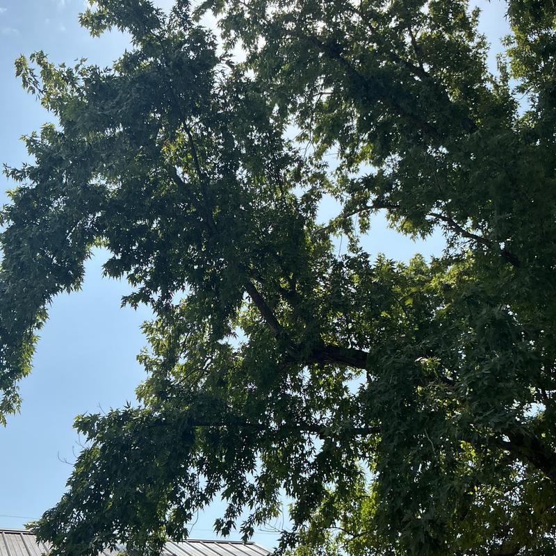 Pine tree limbs overhanging shed and fence removal