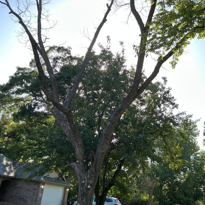 Dead tree removal near garage and driveway