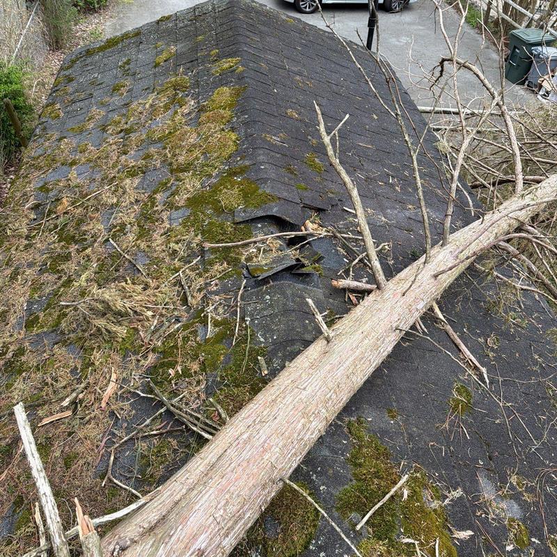 Asphalt shingle roof with fallen tree damage and moss buildup