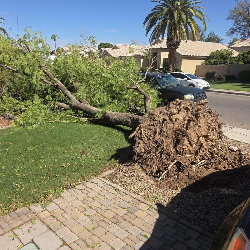 Plumbing leak inspection near uprooted tree in yard Plumbing leak inspection near uprooted tree in yard