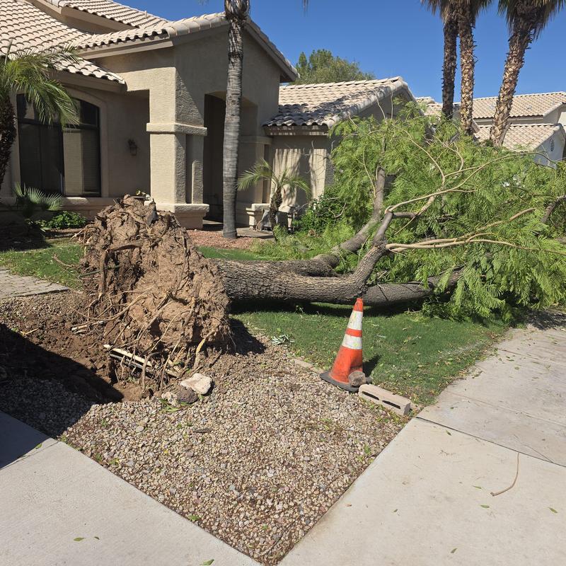 Plumbing system leak detection after fallen tree incident Plumbing system leak detection after fallen tree incident