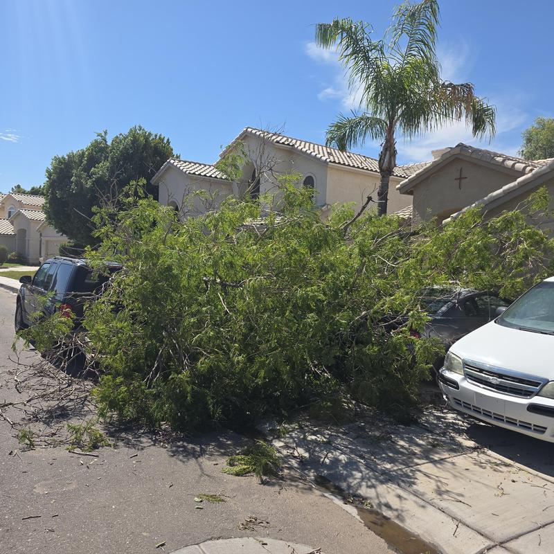 Plumbing leak detection near fallen storm tree debris Plumbing leak detection near fallen storm tree debris