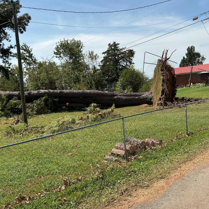 Uprooted mature pine tree beside damaged fence line Uprooted mature pine tree beside damaged fence line