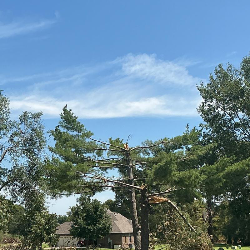 Broken pine spar with hanging branches in yard Broken pine spar with hanging branches in yard