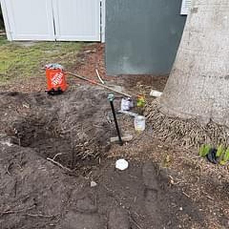 Clean out pipe excavation and replacement near tree