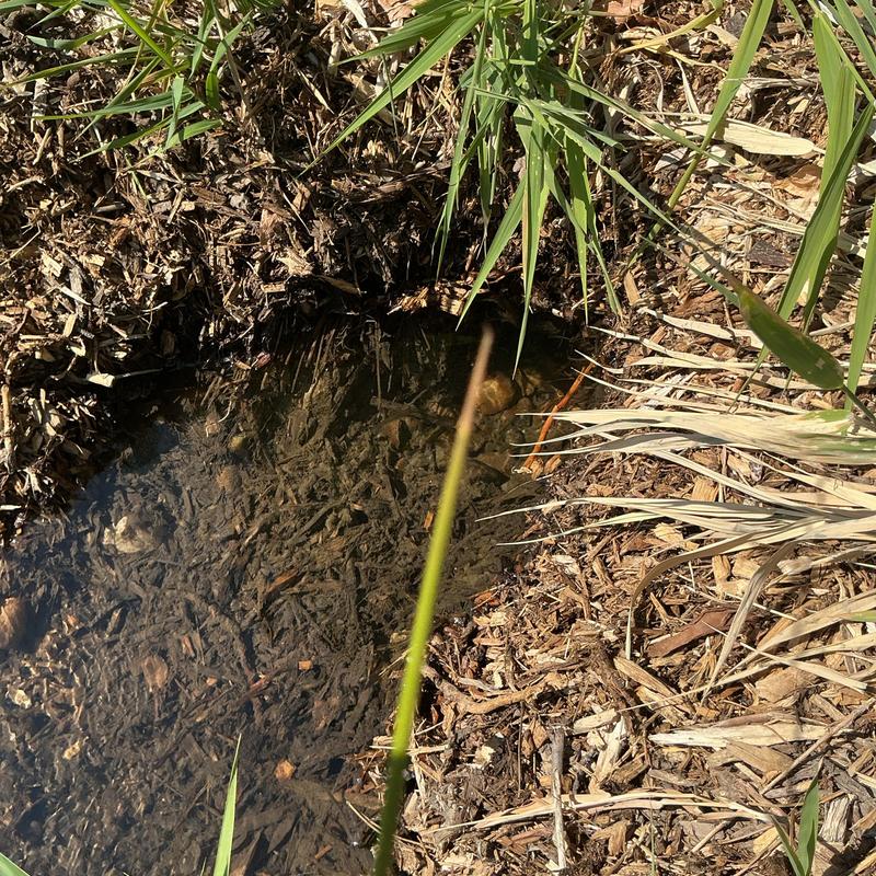Irrigation line leak causing pooling near grass and mulch Irrigation line leak causing pooling near grass and mulch