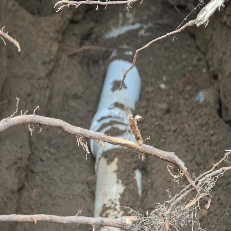 Septic line replacement in dirt trench with exposed roots