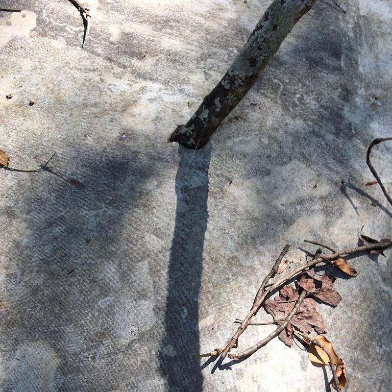 TPO flat roof damage near tree branch and debris TPO flat roof damage near tree branch and debris
