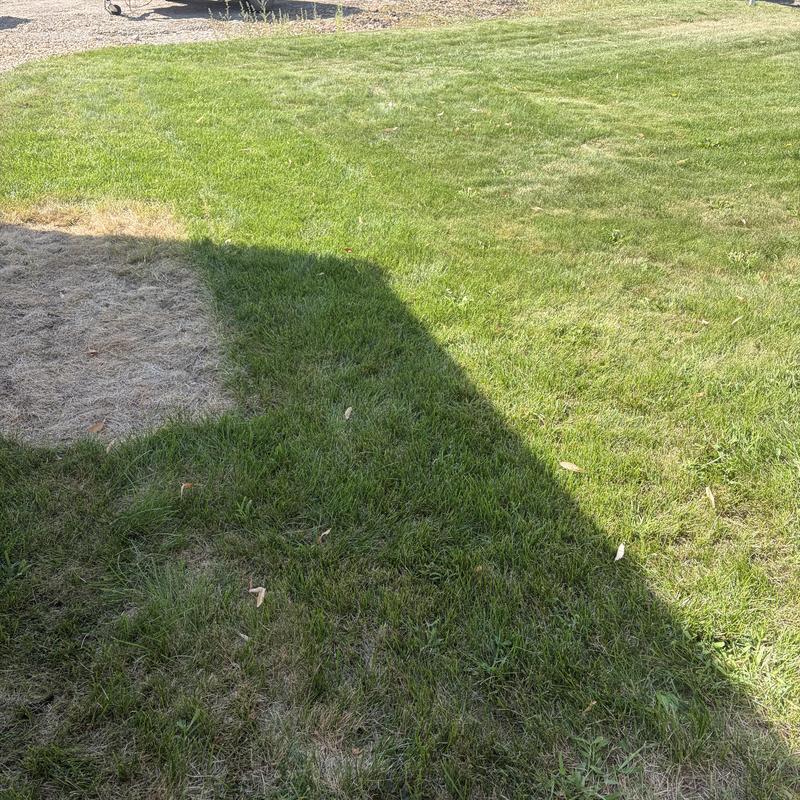 Main water line leak location in grassy yard Main water line leak location in grassy yard