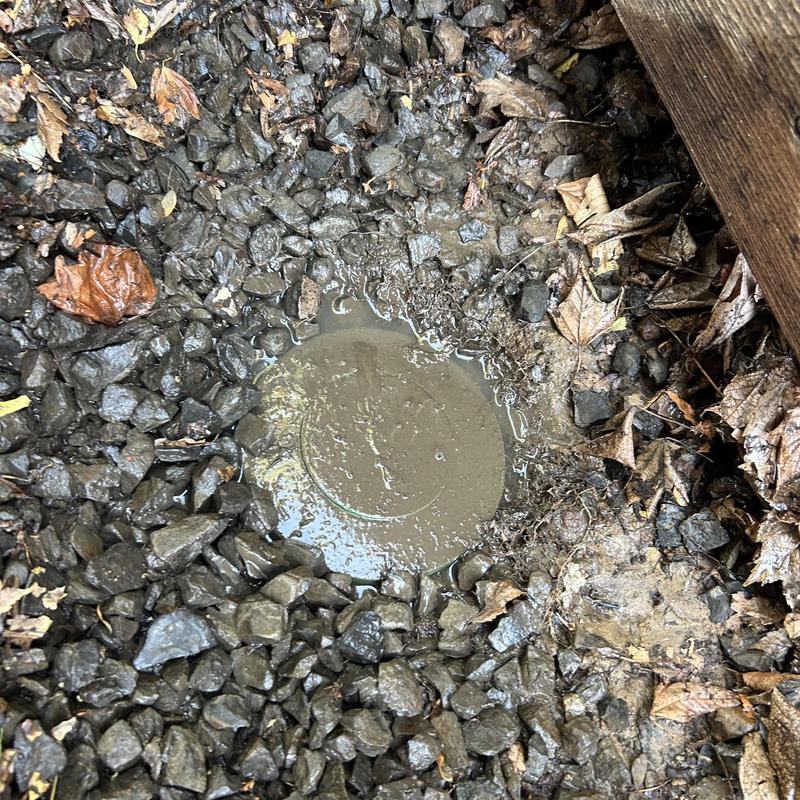 Pop-up storm drain cover surrounded by wet gravel and leaves Pop-up storm drain cover surrounded by wet gravel and leaves
