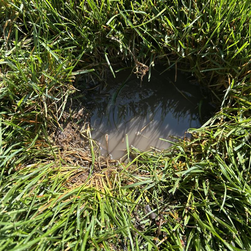 Pop-up storm drain with clogged, muddy water in lawn Pop-up storm drain with clogged, muddy water in lawn