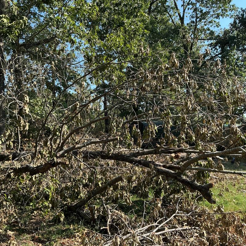 Storm-damaged fallen tree limbs in Welling, OK yard Storm-damaged fallen tree limbs in Welling, OK yard