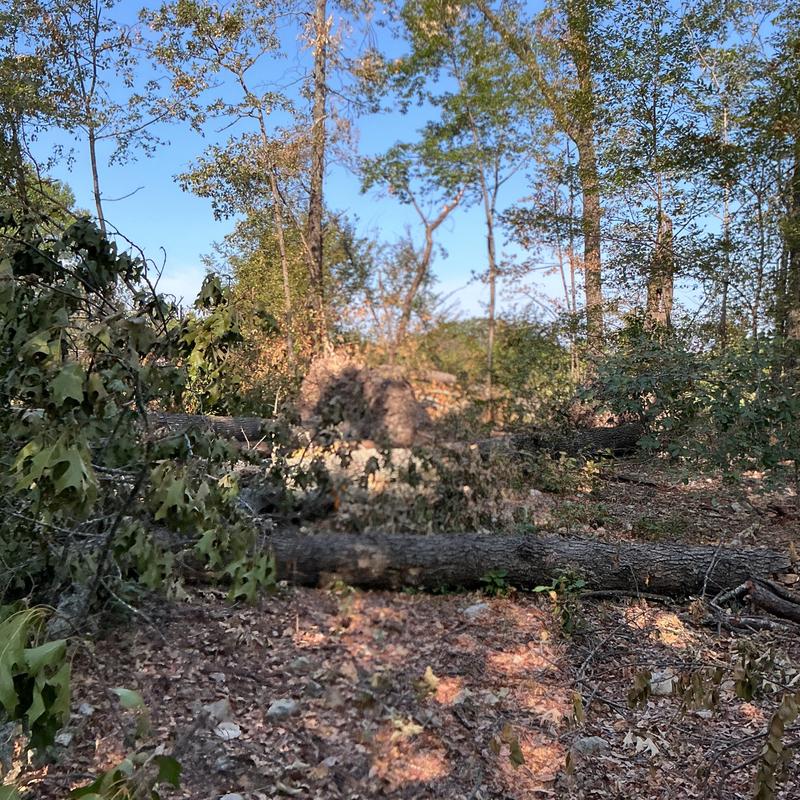 Storm-damaged fallen trees in wooded area Storm-damaged fallen trees in wooded area