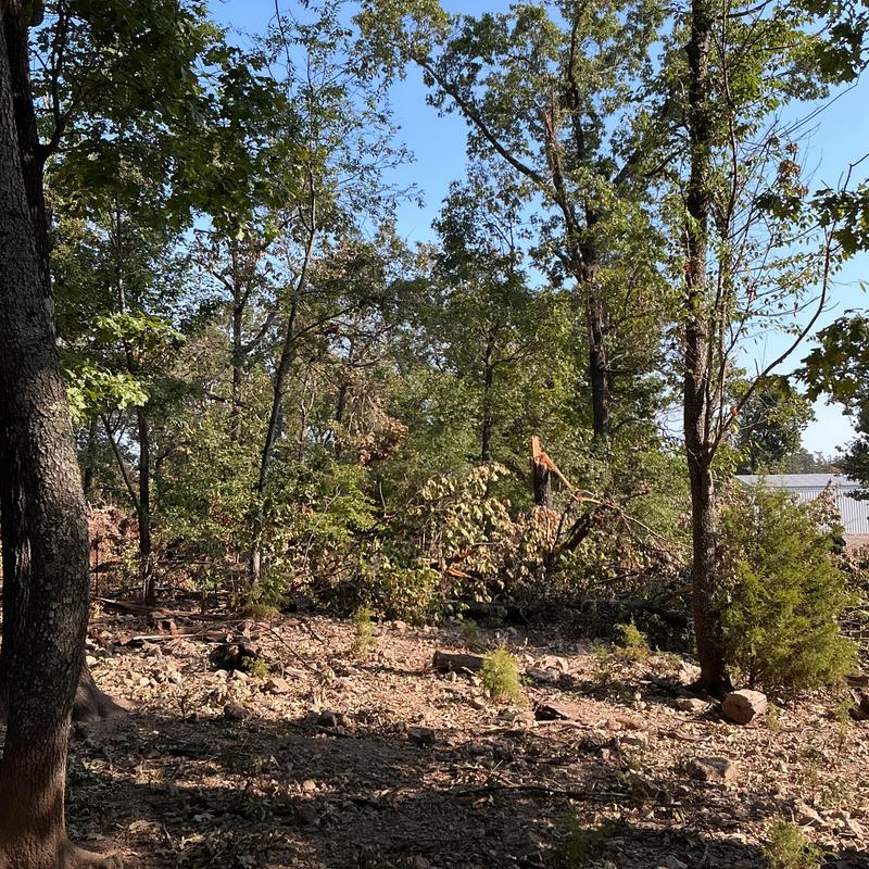 Storm-damaged trees with broken limbs in forest area Storm-damaged trees with broken limbs in forest area