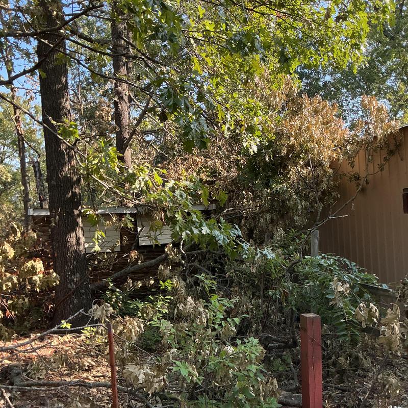 Storm-damaged trees leaning on house and fence Storm-damaged trees leaning on house and fence