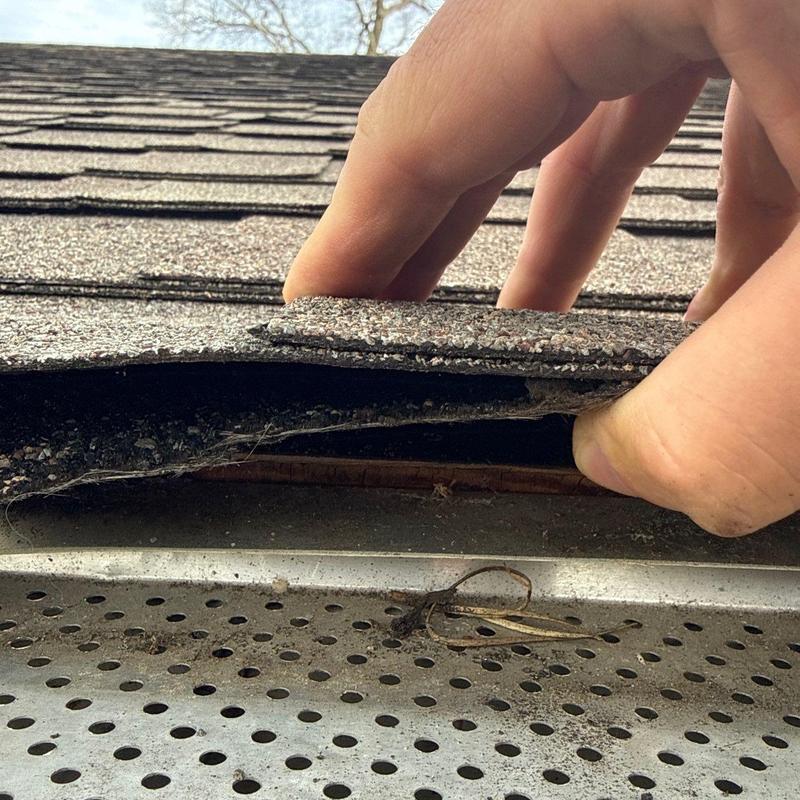 Asphalt roof shingle lifted to inspect damage near gutters