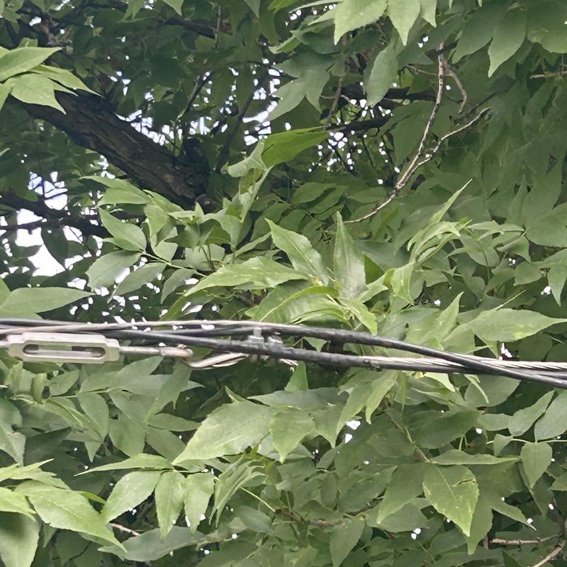 Overhead service line wiring abrasion and damage