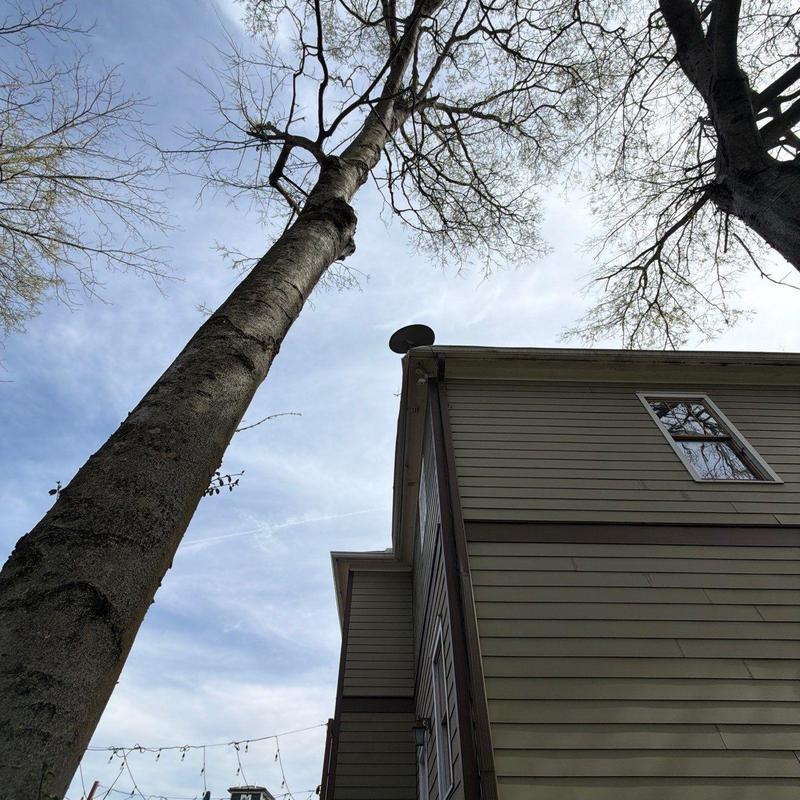 Roof siding and gutter system with large trees nearby
