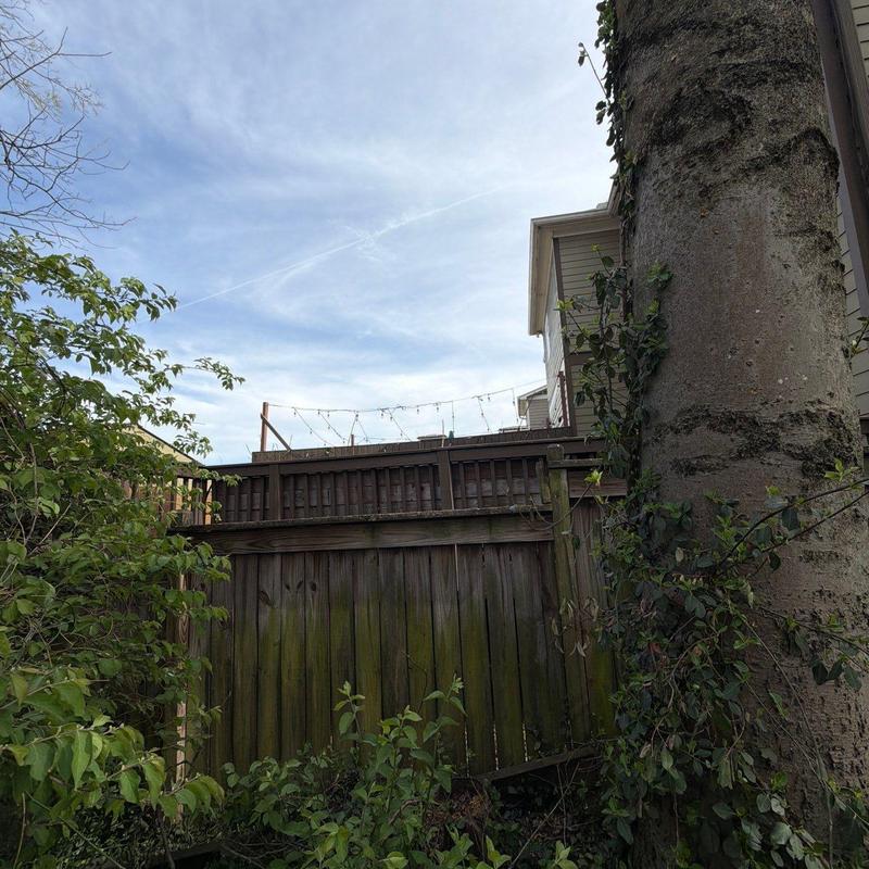 Wooden fence with vine growth near large tree trunk