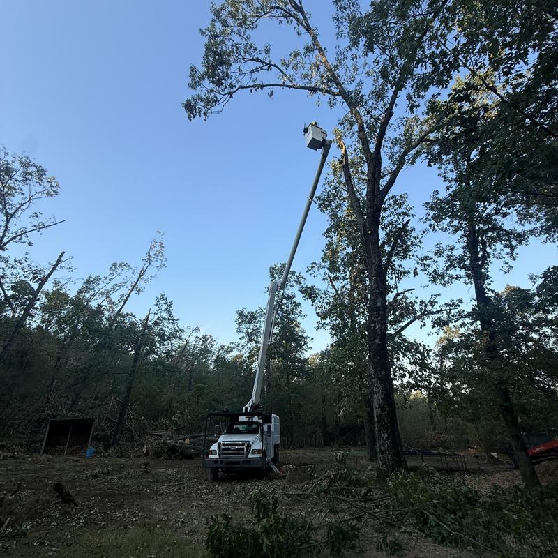 Bucket truck tree removal with rigging in wooded area