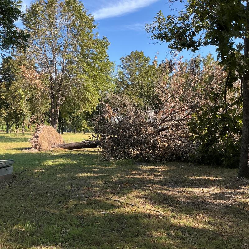 Storm-damaged fallen tree in grassy area