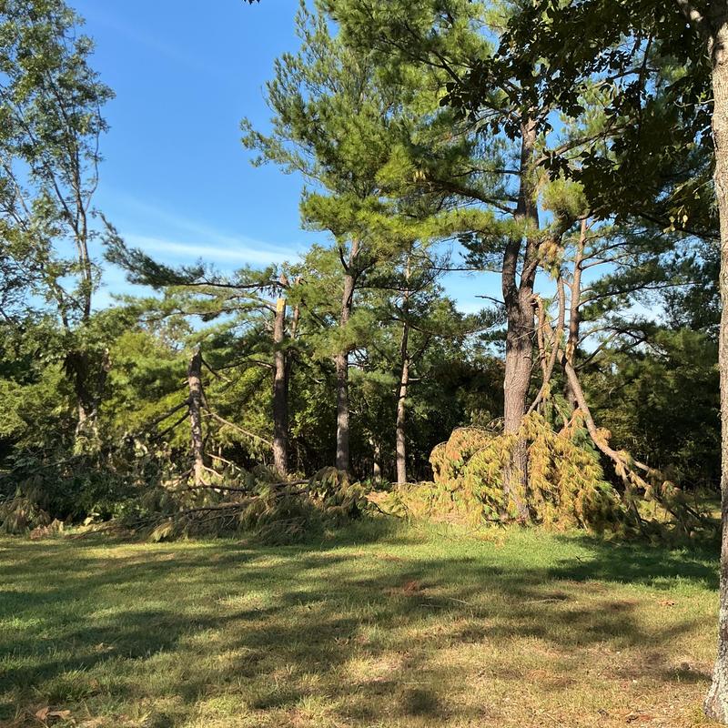 Storm-damaged pine trees downed in grassy yard