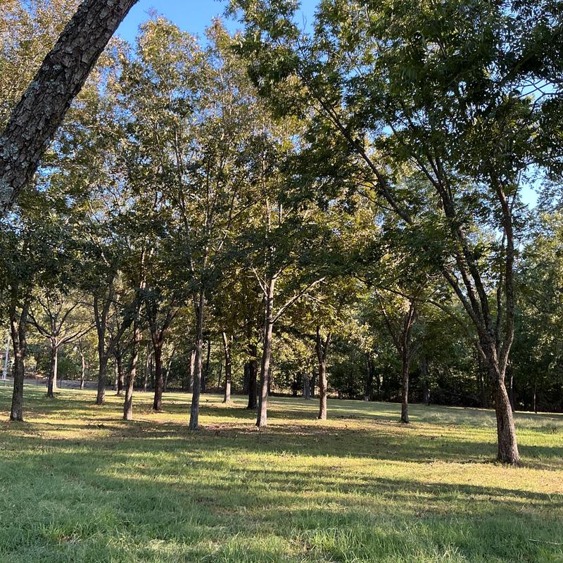 Mature oak trees in sunlit park area
