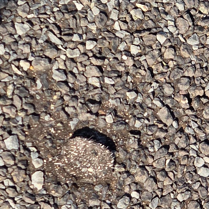 Three-tab shingle nail pop on roof granules close-up Three-tab shingle nail pop on roof granules close-up