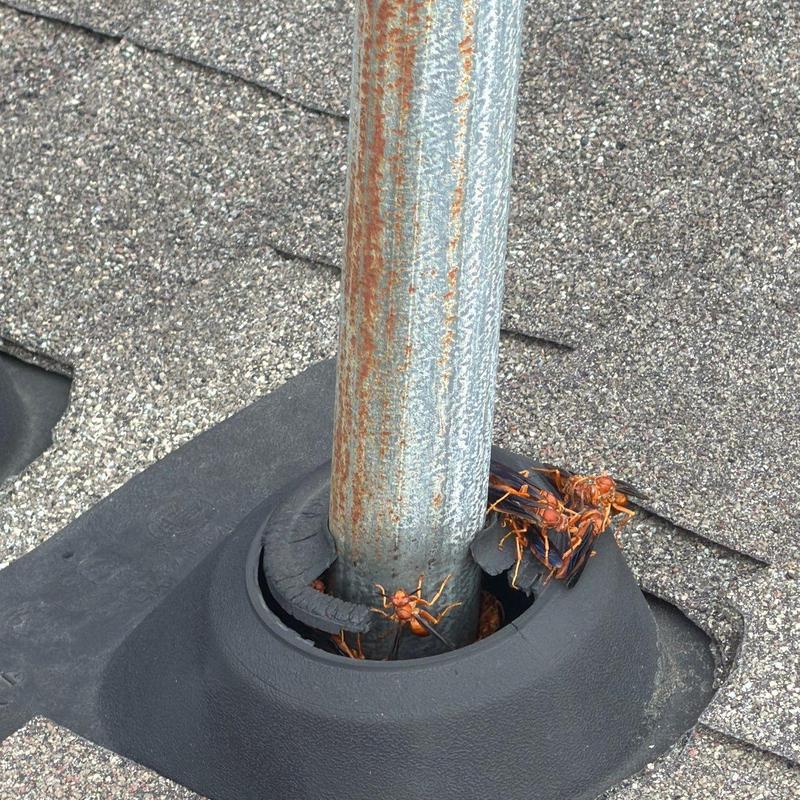 Roof vent pipe flashing with wasp nest on shingles