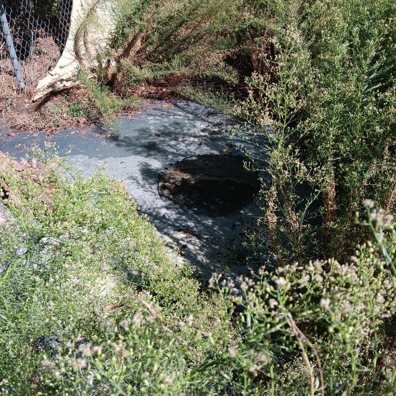 Leech field access cover surrounded by dense shrubs Leech field access cover surrounded by dense shrubs